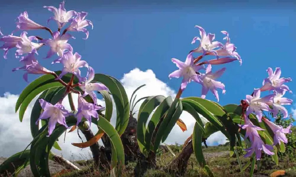 Ameaçada de extinção, flor imperatriz do Brasil sobrevive nas montanhas do Rio