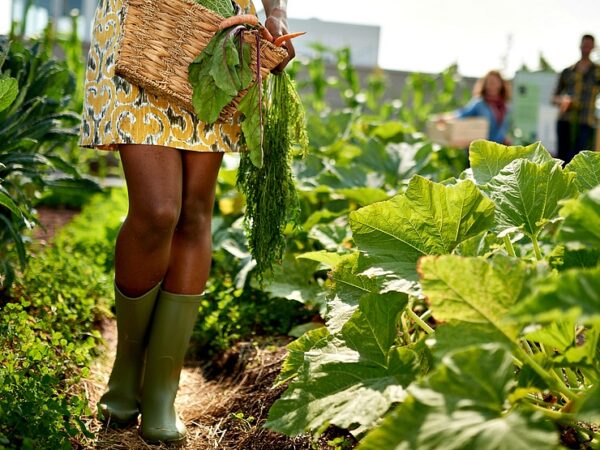 Supermercado vende vegetais orgânicos cultivados em seu próprio telhado