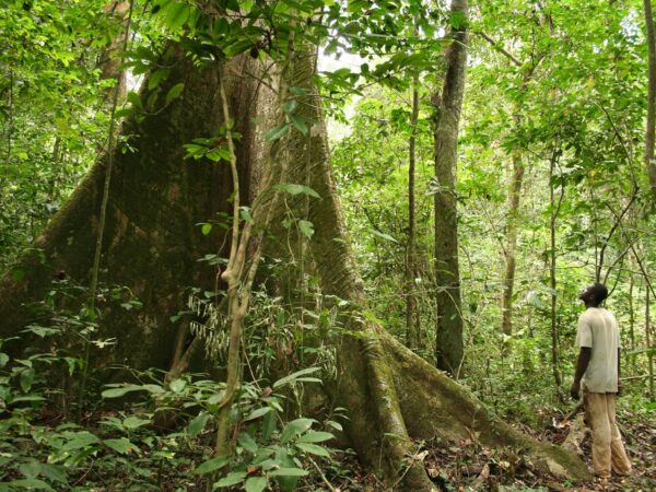 Gabão é o primeiro país africano a ser pago para cuidar das florestas