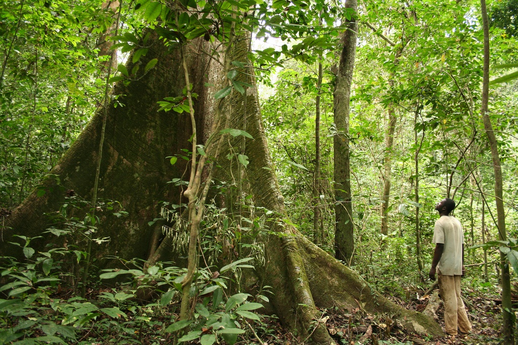 Gabão é o primeiro país africano a ser pago para cuidar das florestas