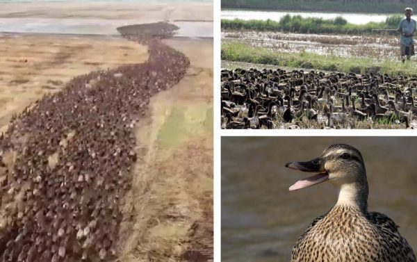 Agricultores substituem produtos químicos por patos que desempenham a mesma função