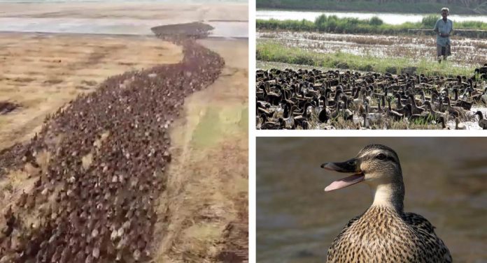 Agricultores substituem produtos químicos por patos que desempenham a mesma função