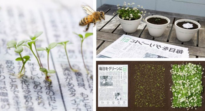 Japoneses criam jornal que ao ser descartado se transforma em flores que ajudam as abelhas
