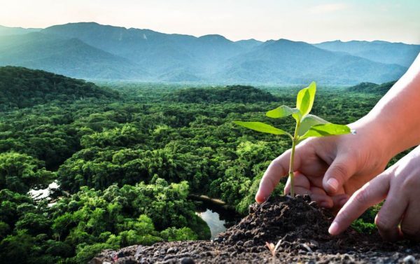 O que aconteceria em duas décadas se cada habitante da terra plantasse uma árvore por ano?