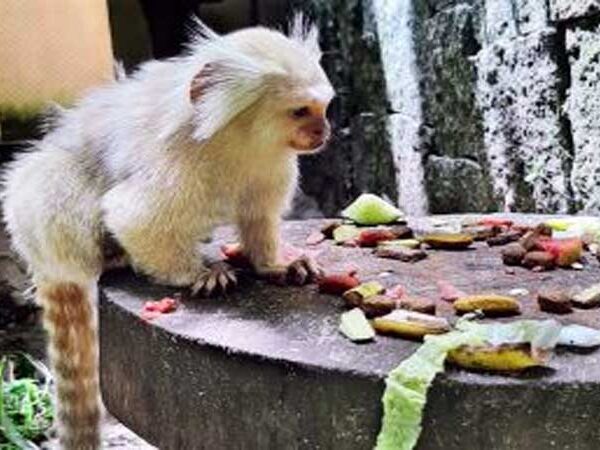 Parque Zoobotânico Arruda Câmara oferece dieta alimentar de qualidade aos animais