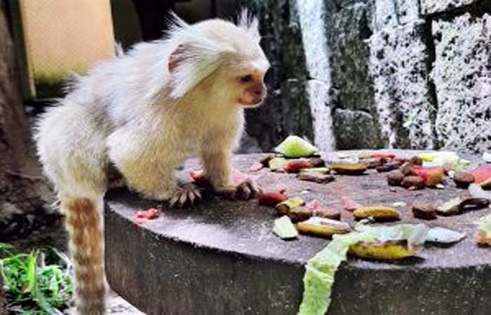 Parque Zoobotânico Arruda Câmara oferece dieta alimentar de qualidade aos animais