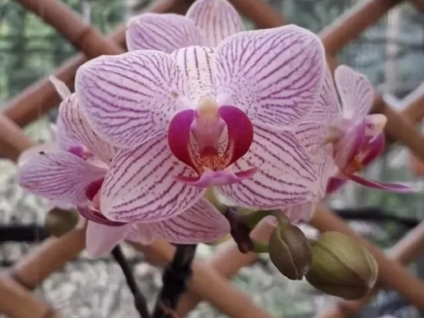 Desmatamento e mudanças climáticas ameaçam orquídeas e bromélias da Serra da Mantiqueira; 35% estão em risco de extinção