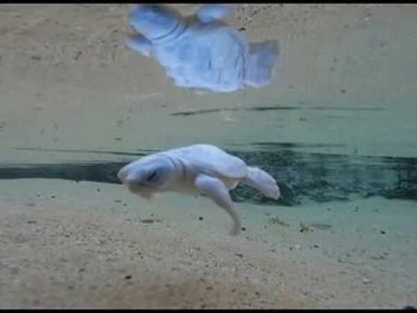 Foto mostra filhote branco de tartaruga no mar em Noronha; Tamar diz que animal é raro