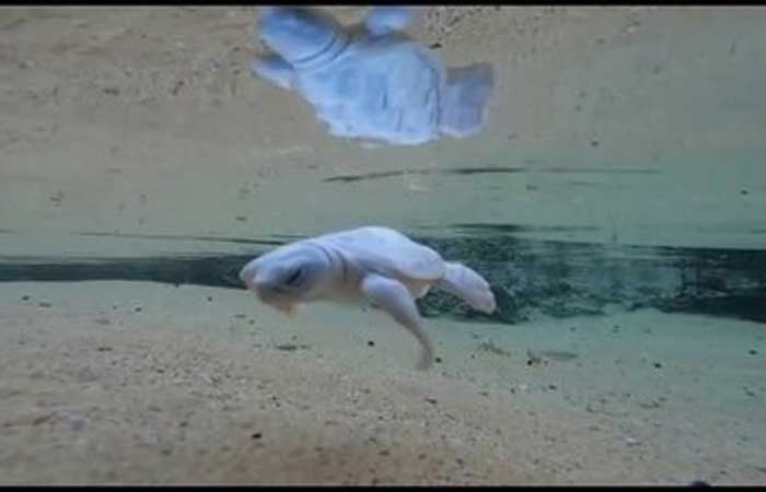 Foto mostra filhote branco de tartaruga no mar em Noronha; Tamar diz que animal é raro