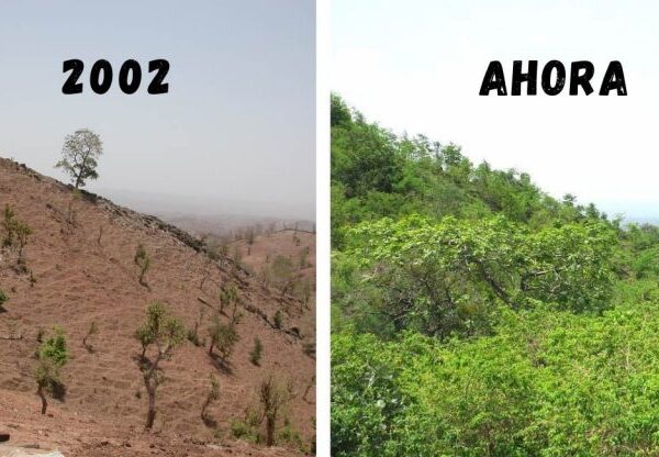 Comunidade se une para plantar árvores e salvar sua aldeia da desertificação