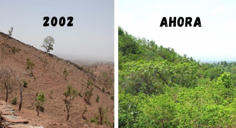 Comunidade se une para plantar árvores e salvar sua aldeia da desertificação