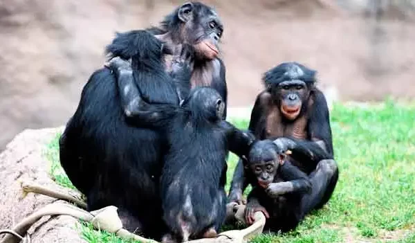 A volta dos bonobos