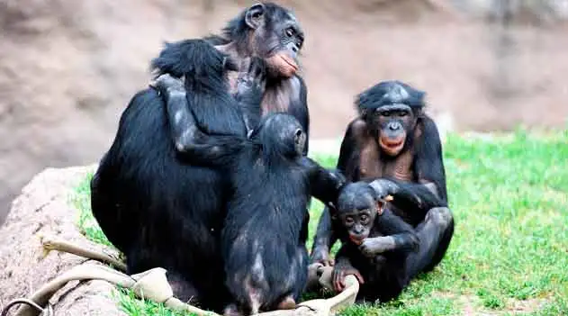 A volta dos bonobos