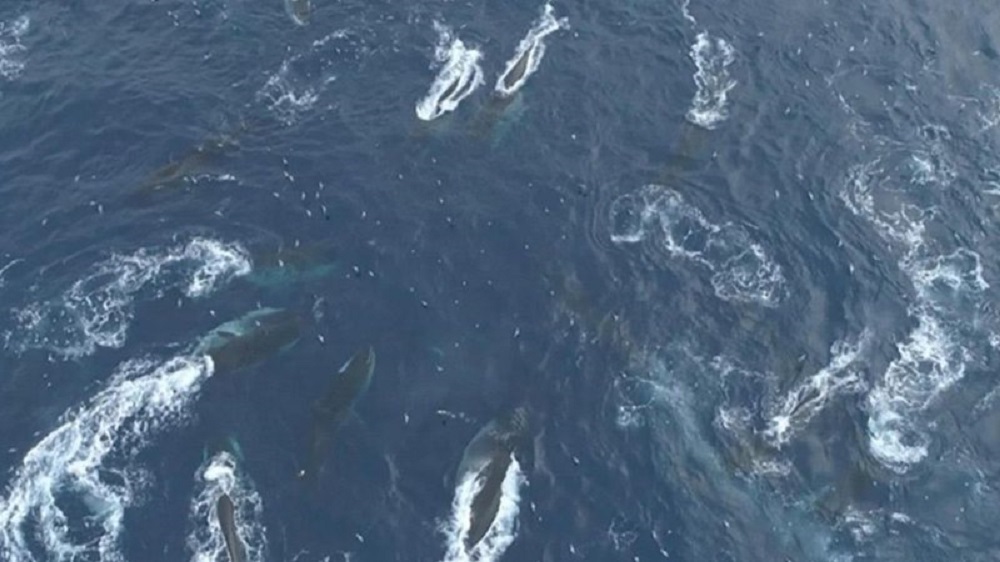 Pesquisadores descobrem centenas de baleias consideradas extintas na Antártida