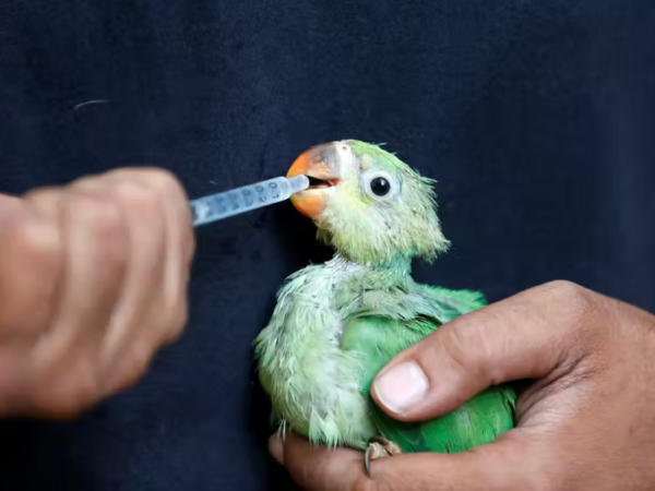 Aves caem do céu na Índia devido ao calor extremo