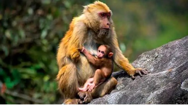 Macaca selai, espécie recém-descoberta de primata