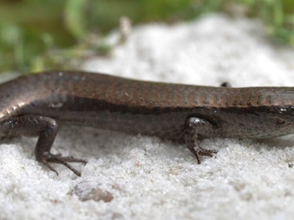 Espécie exótica de lagarto é encontrada em Belém perto de áreas portuárias