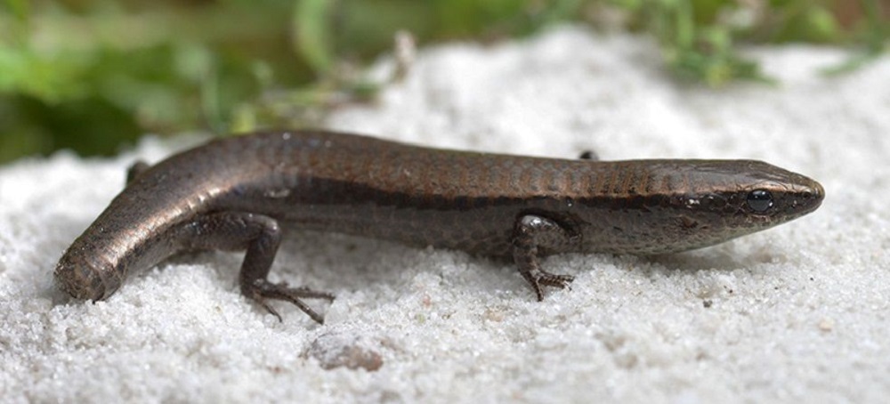 Espécie exótica de lagarto é encontrada em Belém perto de áreas portuárias