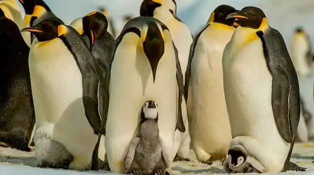 Pinguim-imperador, uma tragédia anunciada