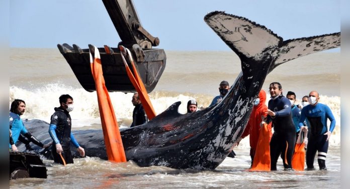 Jovens usam retroescavadeira para salvar baleia encalhada na praia (vídeo)