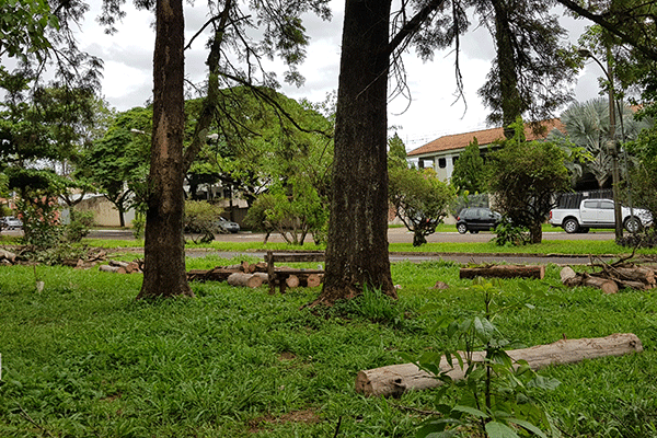 Arborização urbana como medida preventiva de saúde pública