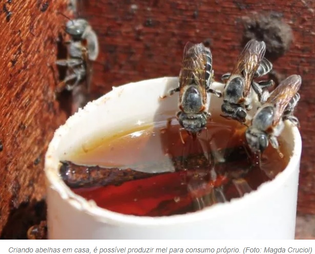 Criar abelhas sem ferrão na cidade ajuda o meio ambiente, diz Embrapa