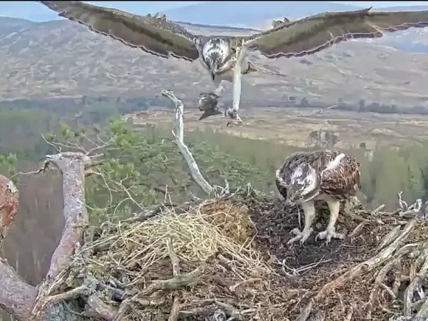 Aves de rapina triunfam após chegarem à beira da extinção, e webcams mostram isso ao vivo