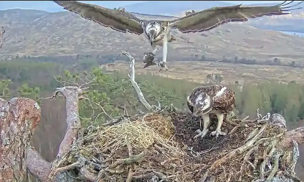Aves de rapina triunfam após chegarem à beira da extinção, e webcams mostram isso ao vivo
