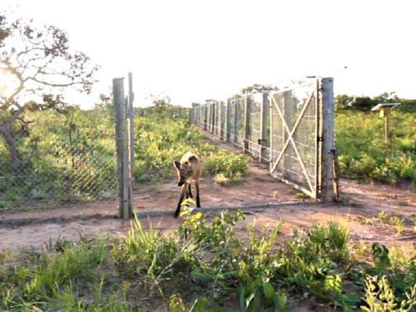 Baru e Caliandra são reintroduzidos na natureza