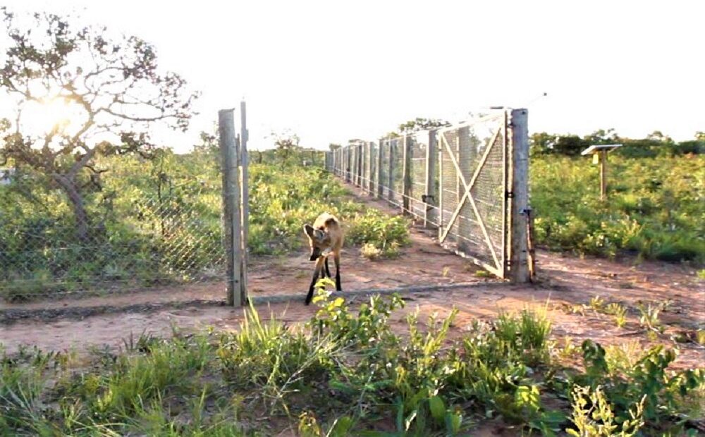 Baru e Caliandra são reintroduzidos na natureza