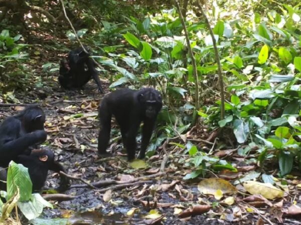 Chimpanzés de floresta tropical cavam poços após aprender com colega “imigrante”