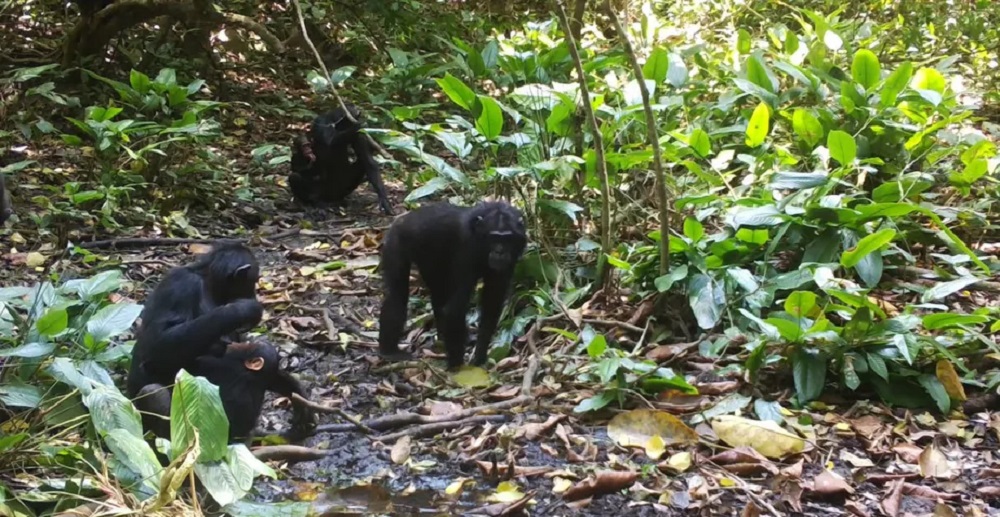 Chimpanzés de floresta tropical cavam poços após aprender com colega “imigrante”