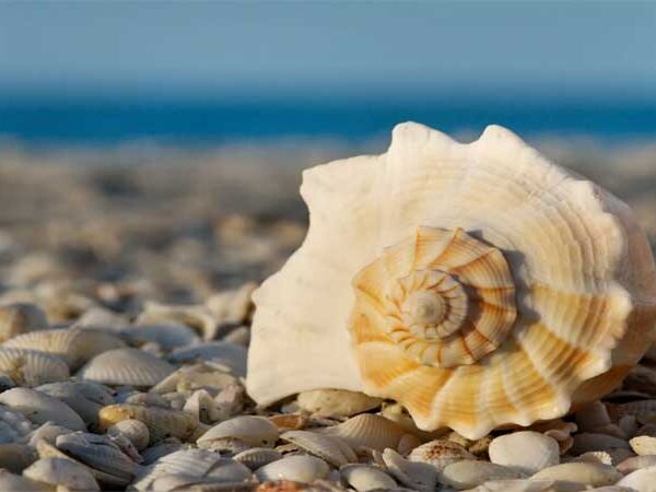 Por que está cada vez mais difícil encontrar conchas do mar no litoral?