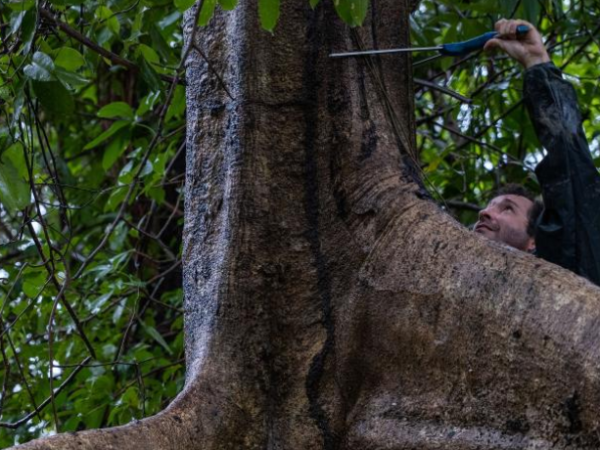 Manguezal de água doce é descoberto na Amazônia