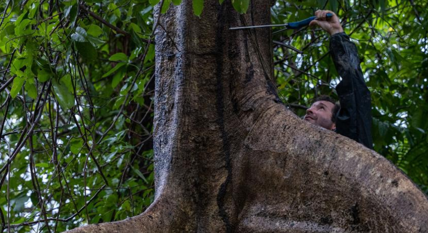 Manguezal de água doce é descoberto na Amazônia