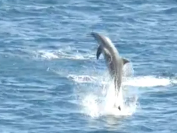 Golfinho-nariz-de-garrafa é observado em Noronha; nova especie identificada na ilha