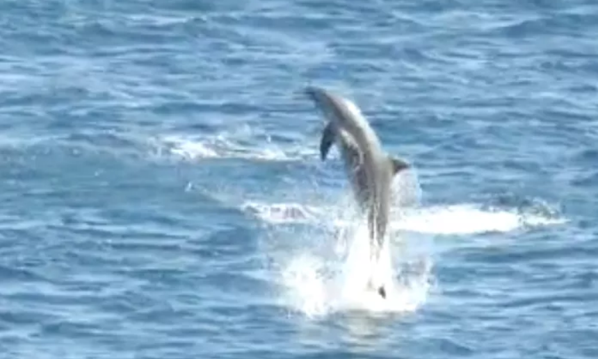 Golfinho-nariz-de-garrafa é observado em Noronha; nova especie identificada na ilha