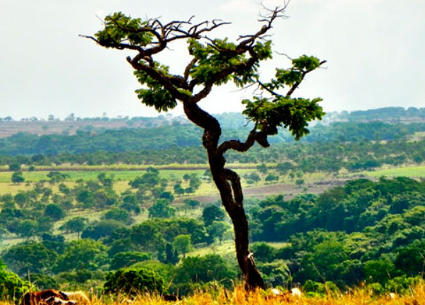 Mudança climática reduz germinação e distribuição geográfica de plantas no Cerrado