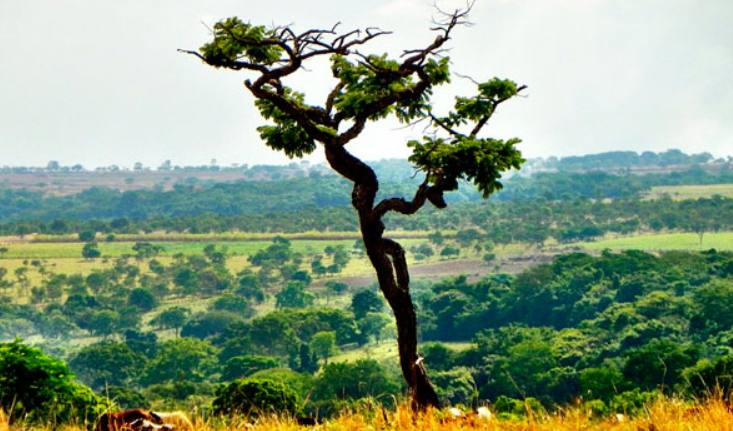 Mudança climática reduz germinação e distribuição geográfica de plantas no Cerrado