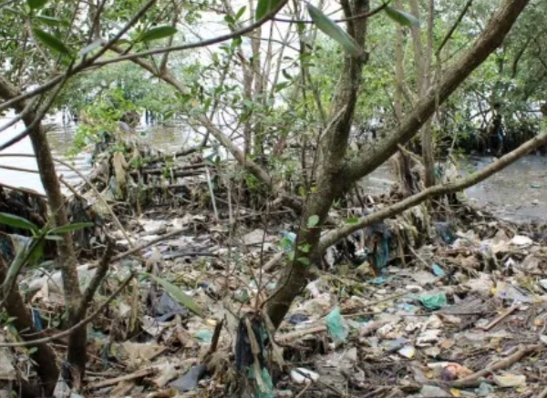 150 toneladas de lixo são retiradas de manguezais do Rio