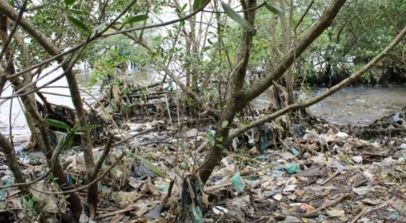 150 toneladas de lixo são retiradas de manguezais do Rio