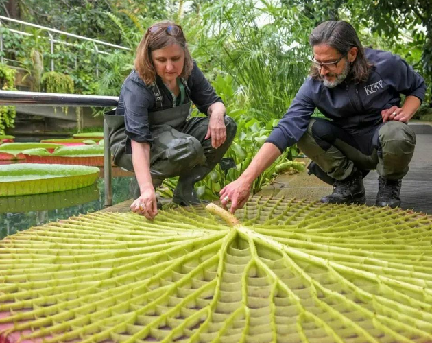 Nova espécie de planta gigante é descoberta em jardim de Londres