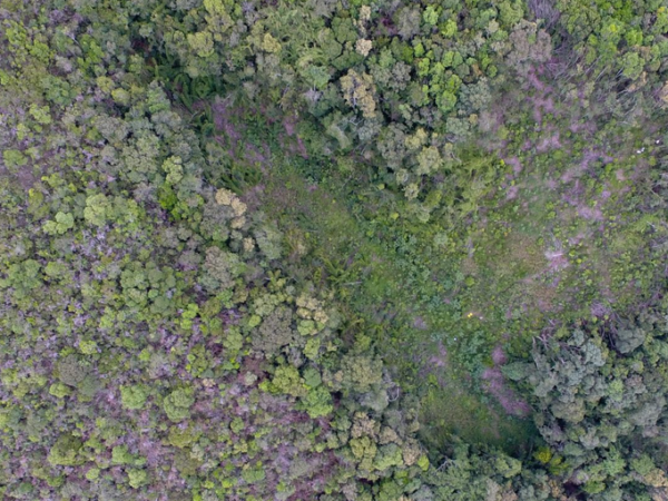 Projeto restaura 253 hectares de vegetação nativa no Paraná