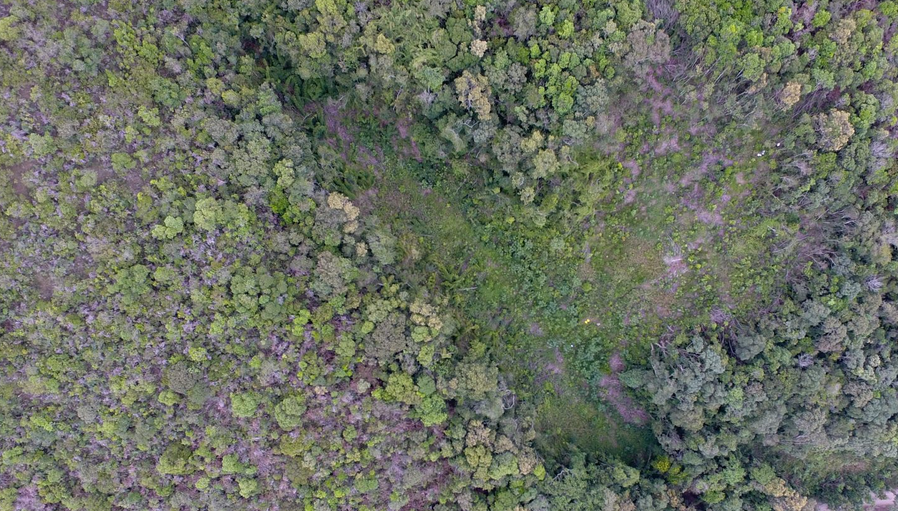 Projeto restaura 253 hectares de vegetação nativa no Paraná