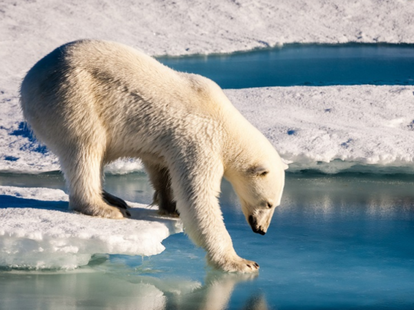 Ursos polares estão comendo lixo devido à crise climática