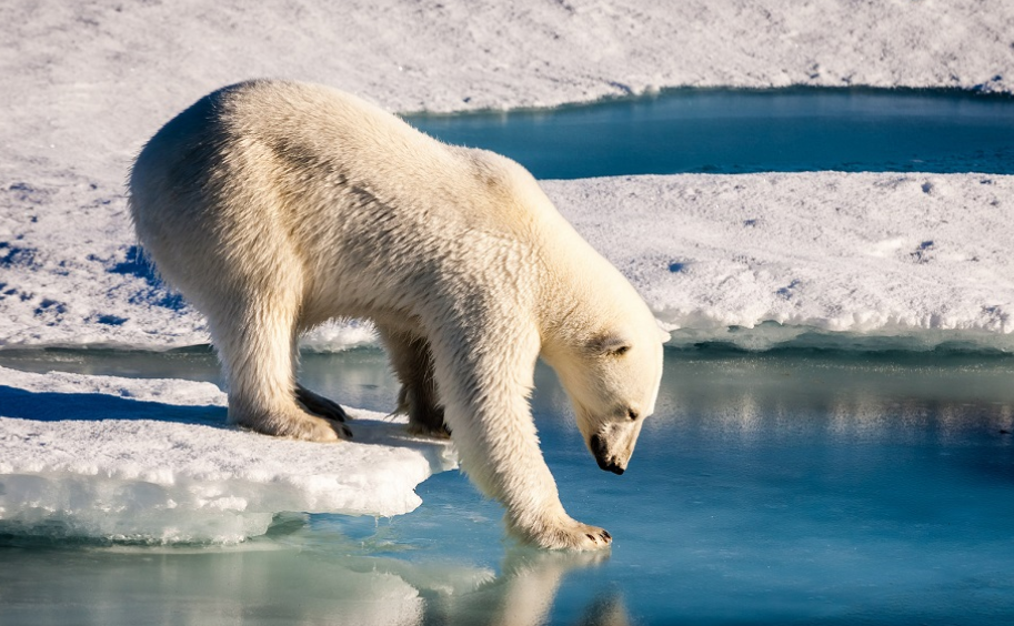 Ursos polares estão comendo lixo devido à crise climática