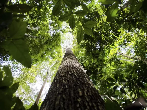 Livro traz aplicação de 150 espécies nativas da flora brasileira