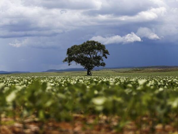 Uso de biofertilizantes na soja brasileira