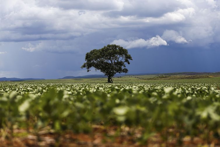 Uso de biofertilizantes na soja brasileira