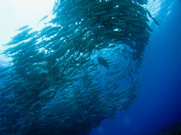 Com aquecimento dos oceanos, predadores mais famintos assumem o controle, aponta estudo